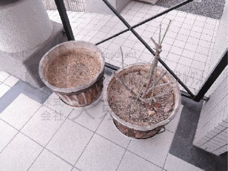 カトンテール その他